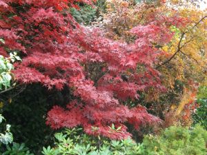 c38-DSCF0333.JPG