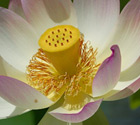 Lanna Thai Massage