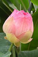 Lanna Thai Massage